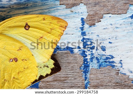 butterfly wing on grunge wall
