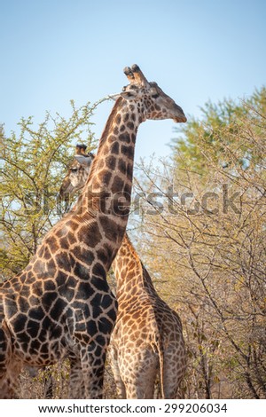 male and female giraffe seen at the Kruger National park
