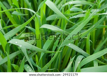 closeup green grass
