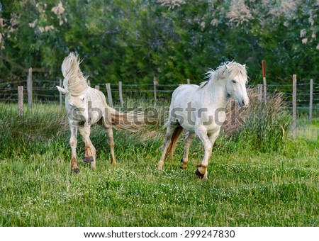 White Camargue Horses runing on the grass in the Parc Regional de Camargue - Provence, France