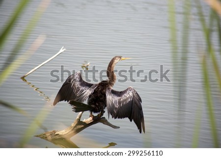 Anhinga (snake bird, water turkey, darter) sunning to dry off after diving into the water trying to catch fish