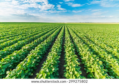 Soybean field ripening at spring season, agricultural landscape Royalty-Free Stock Photo #299275802