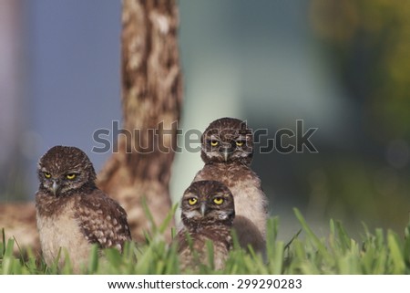 Burrowing owlet family picture