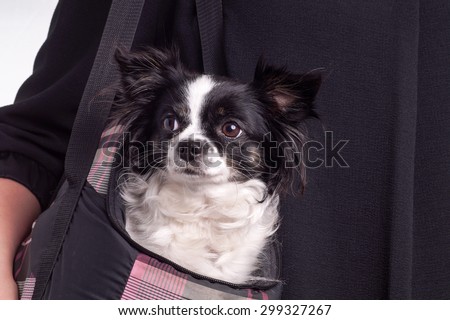 accessories dog chihuahua. Small black and white Chihuahua dog carried by her owner in a dog bag