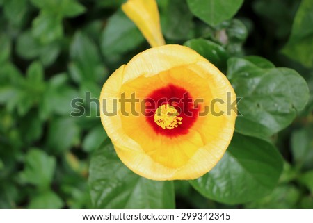 Close up of Yellow Chinese hibiscus (Hibiscus rosa)