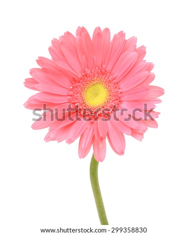 Close-up of pink aster isolated on white background.