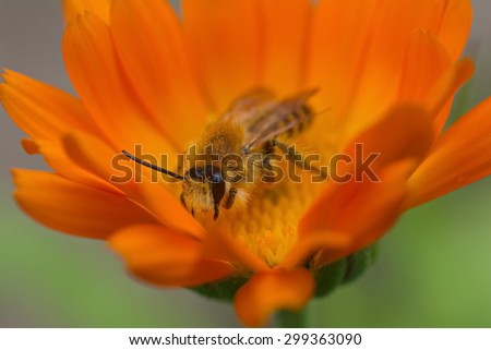 bee on a bright orange flower of calendula closeup