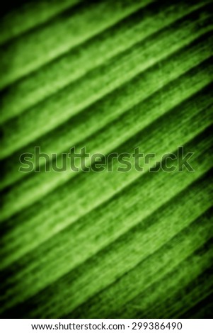 De focused/Blurred image of surface of a Japanese banana leaf. Closeup of banana leaf texture, green and fresh. Texture background of fresh green leaf.