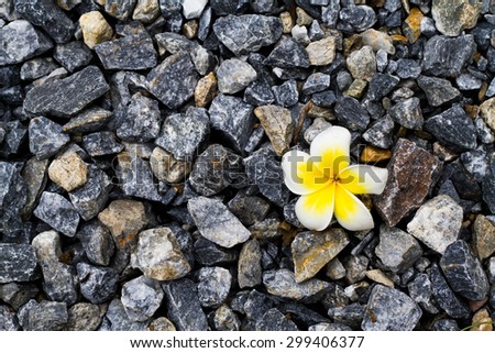 plumeria flower 
