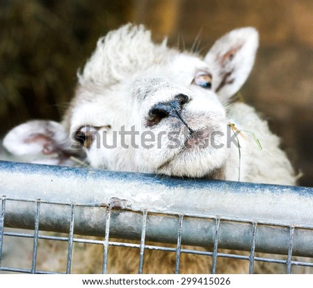 Close up picture of cute sheep looking over metal gate at people passing by.