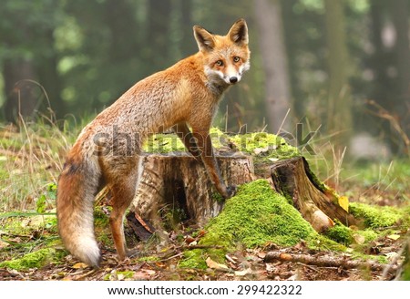 Fox on stump Royalty-Free Stock Photo #299422322