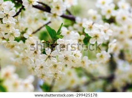 Blossoming tree with white flowers and green leaves on blurred bokeh background. Shallow depth of field. Selective focus.