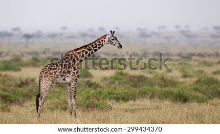 Large giraffe standing on the Kenyan grasslands