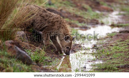 Young Hyena drinking from a stream