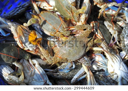 Crab, fresh from the sea 
