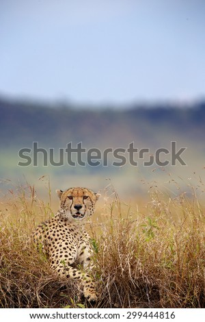 Cheetah in the Masai Mara looking at the camera