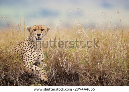Cheetah in the long grass looking at the camera