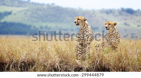 A pair of Cheetah in the Masai Mara landscape