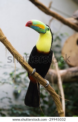 Colorful toucan on the tree