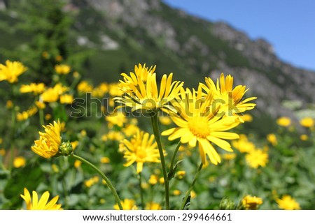 Wild flowers high in the mountain