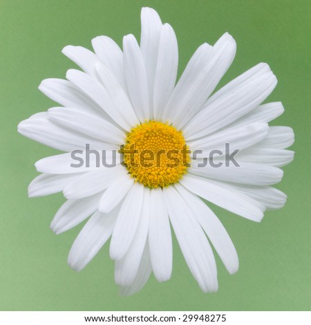 beautiful daisy flower on a green background