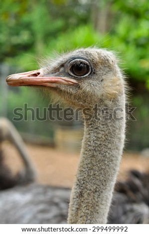 Ostrich has large eyes and big eyes.