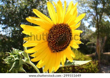 Sunflower close up stock photo
