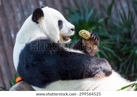 Panda is sleeping, eating Division