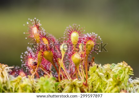Sundew (Drosera) lives on swamps insects sticky leaves. Leaf of Sundew. Royalty-Free Stock Photo #299597897