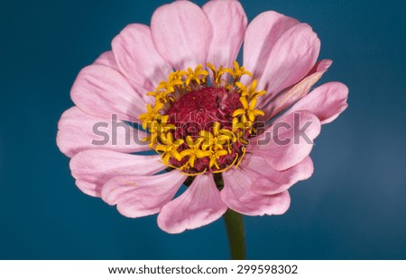 tsiniya flowers
