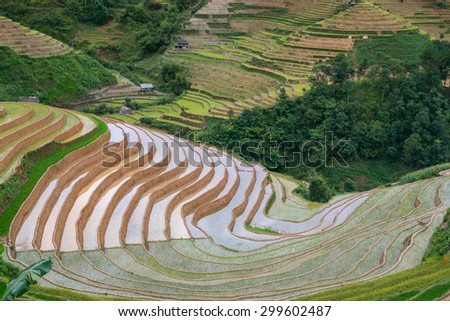 Rice terraces field in Rainning season in Vietnam.