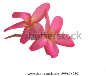 Red plumeria isolated on white background