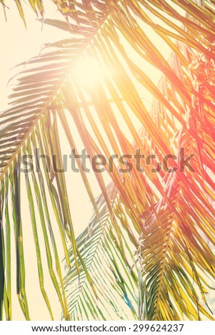 Foliage of Coconut palm tree with Retro Filtered, as Background for Travel Holiday Cards. With Sun across Leaves