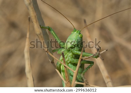 Great Green Bush-Cricket - Gruenes Heupferd