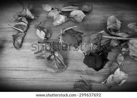 withered rose in black and white,vintage style