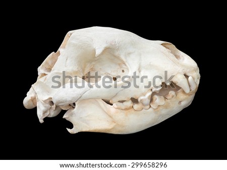 Spotted Hyaena skull isolated on black background with clipping paths