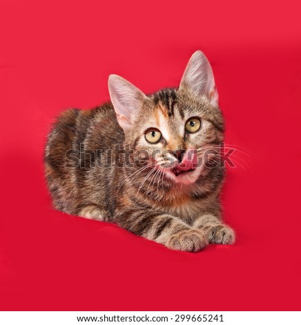 Tricolor kitten lies on red background