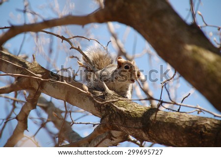Squirrel in the wood