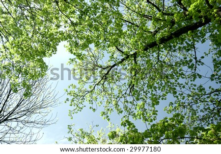 Spring Maple and Chestnut tree forest