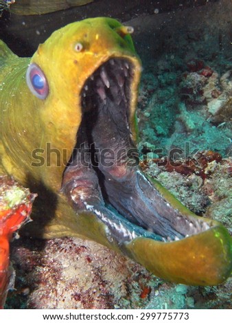 Moray Eel with Open Mouth