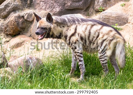 Striped hyena laughing or smirking closeup