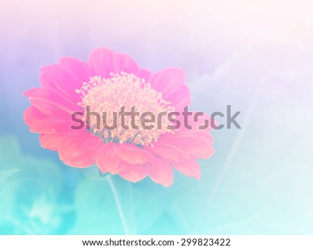 Abstract Blurry zinnia Flower colorful background. Beautiful flowers made with colorful filters.