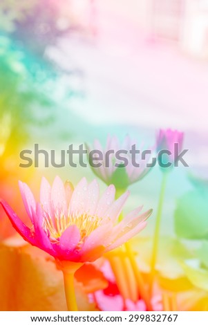 Abstract lotus flower with color filter.