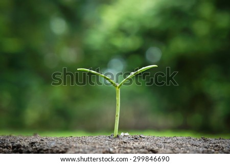plant seedling growing on fertile soil / baby plant begins new life