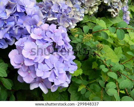 Violet blue hydrangea close up, gorgeous hortensia flowers blooming in the garden