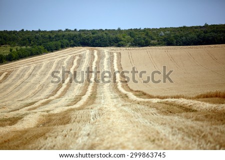 An agricultural combine cutting and harvesting wheat in the fertile farm fields 