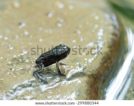 Baby toad just leaving water, still wet, metamorphosis. Bufo bufo.