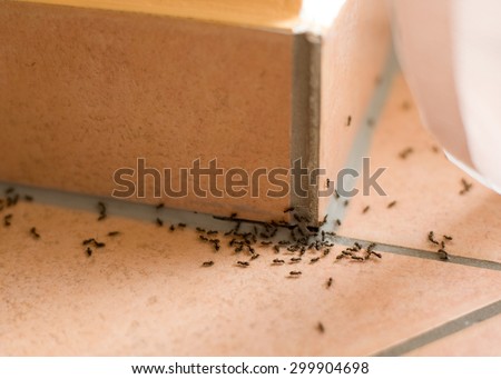 Ants pest inside of home Royalty-Free Stock Photo #299904698