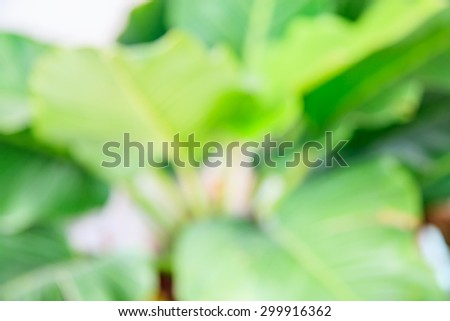 Blurry banana leaf