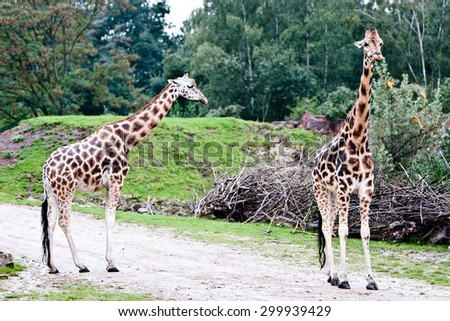 Giraffe over the background of a deep blue stormy African sky 